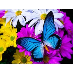 Diamond painting - Set Butterfly - 40x30cm - Round stones - full