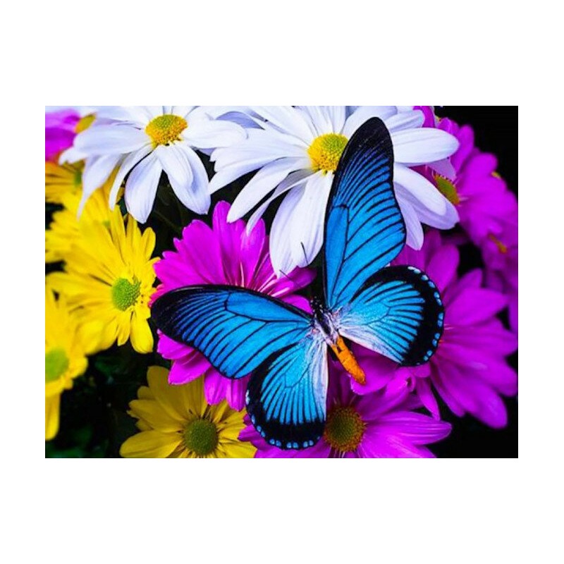 Diamond painting - Set Butterfly - 40x30cm - Round stones - full