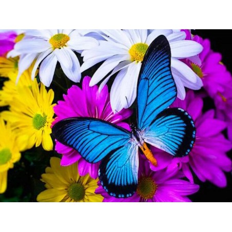 Diamond painting - Set Butterfly - 40x30cm - Round stones - full