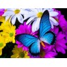 Diamond painting - Set Butterfly - 40x30cm - Round stones - full