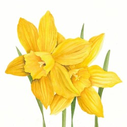 1 Pakje papieren lunch servetten - Daffodils - PPD