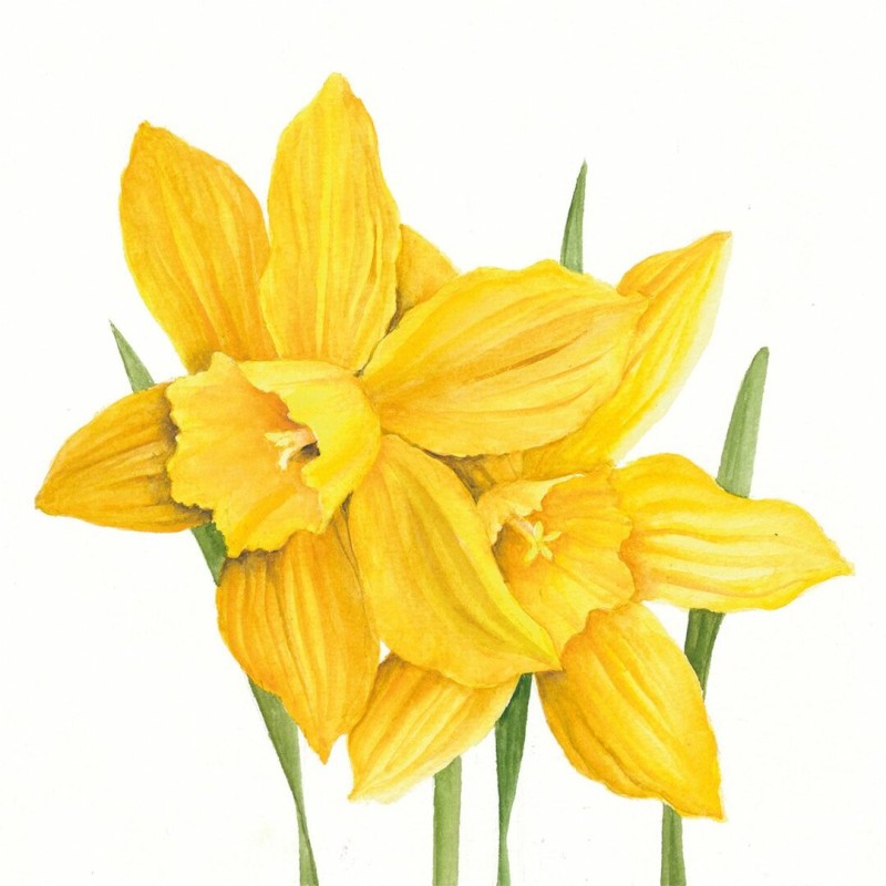 1 Pakje papieren lunch servetten - Daffodils - PPD 1 Pakje papieren lunch servetten - Daffodils - PPD