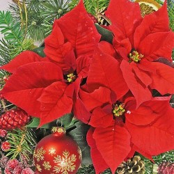 1 Pack Paper Lunch Napkins - Red Poinsettia - Ambiente