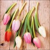 1 Pakje papieren lunch servetten - Tulips On Wood - Ambiente