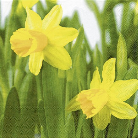 1 Pack Paper Lunch Napkins - Daffodil - IHR
