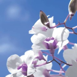 1 Pack Paper Lunch Napkins - Sky orchid - Paper+Design