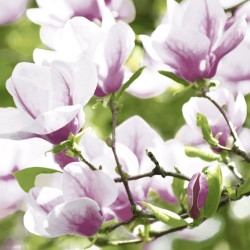papieren lunch servetten - Magnolia - Paper+Design