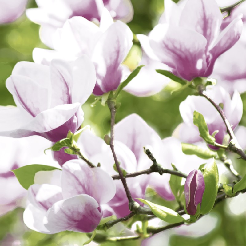 papieren lunch servetten - Magnolia - Paper+Design papieren lunch servetten - Magnolia - Paper+Design