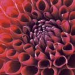 paper lunch napkins - Dahlia delight - Paper+Design - Flower - Purple