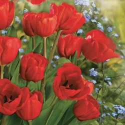 Paper lunch napkins - Red tulips - Daisy - Flowers - Tulips