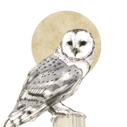 PPD - Lunch Napkins - Yvette - 133002806 - Owl