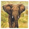 1 Pack Paper Lunch Napkins - Olifant - Esscherts design